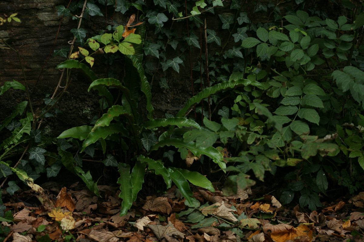 Ferns and weeds